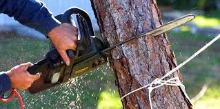 Best Fruit Tree Pruning  in Kentfield, CA