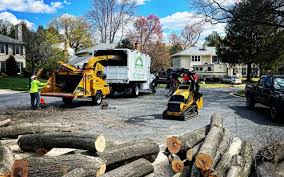 Leaf Removal in Kentfield, CA