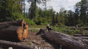 Best Tree Preservation Services  in Kentfield, CA