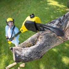 Kentfield, CA Tree Care Company