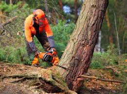 Lawn Watering Services in Kentfield, CA