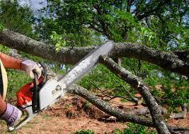 How Our Tree Care Process Works  in  Kentfield, CA