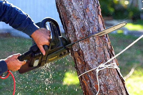 Best Palm Tree Trimming  in Kentfield, CA