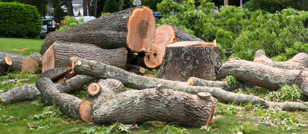 Best Tree Removal  in Kentfield, CA