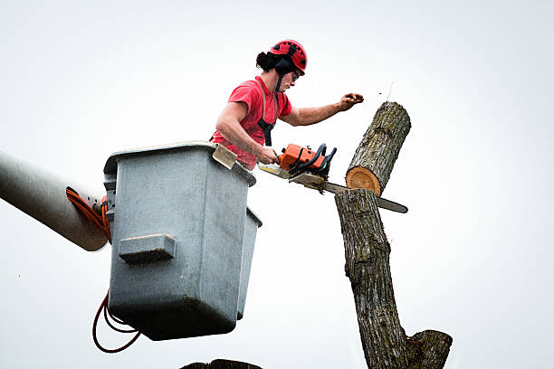 Best Storm Damage Tree Cleanup  in Kentfield, CA