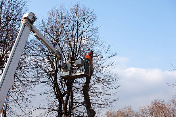 Best Tree Cabling and Bracing  in Kentfield, CA