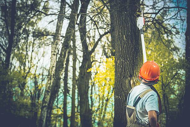 Best Seasonal Cleanup (Spring/Fall)  in Kentfield, CA
