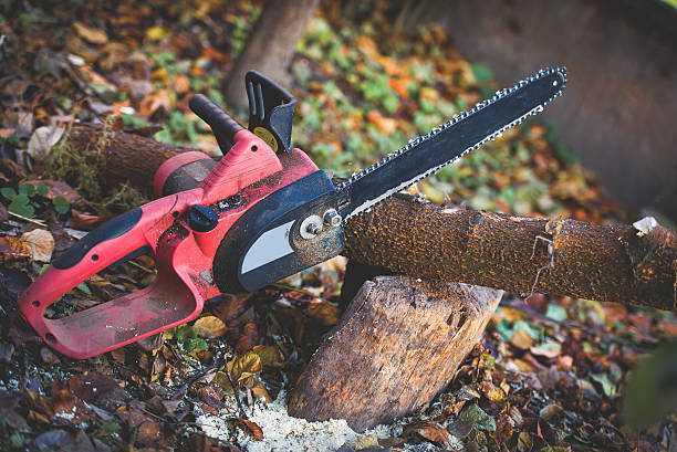 Kentfield, CA Tree Care Pros