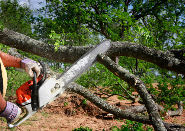 Best Tree Health Inspection  in Kentfield, CA