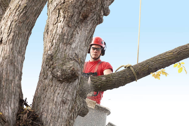 Best Pest Control for Lawns  in Kentfield, CA