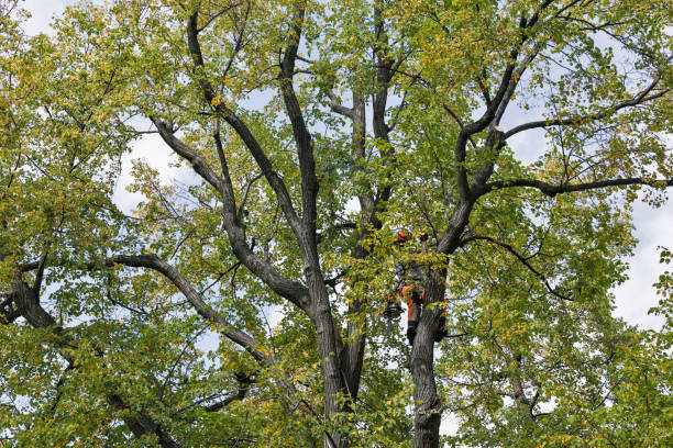Best Emergency Tree Removal  in Kentfield, CA