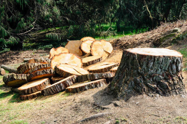 Best Lawn Renovation and Restoration  in Kentfield, CA